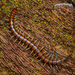 New Zealand Giant Centipede - Photo (c) Danilo Hegg, all rights reserved, uploaded by Danilo Hegg