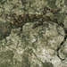 Calodactylodes illingworthorum - Photo (c) Paul Freed, todos los derechos reservados, subido por Paul Freed