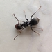Camponotus fastigatus - Photo (c) Laís da Silva, todos los derechos reservados, subido por Laís da Silva