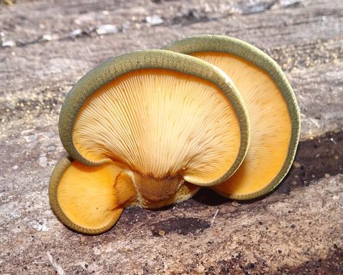 Geltonkotis skiautenėlis nuotrauka