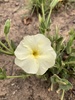 Natal Primrose - Photo (c) Arnold Frisby, all rights reserved, uploaded by Arnold Frisby