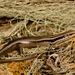 Psychosaura macrorhyncha - Photo 由 Henrique Nogueira 所上傳的 (c) Henrique Nogueira，保留所有權利