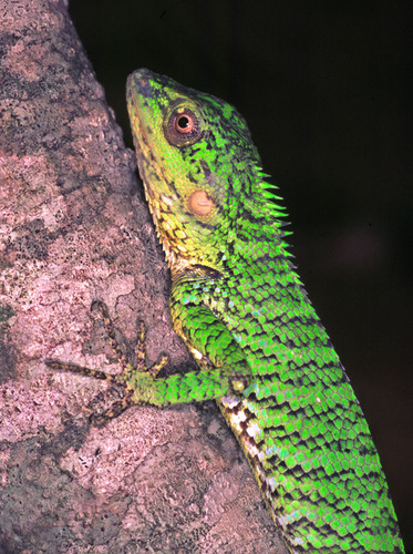 Spineless Forest Lizard (Calotes liocephalus) · iNaturalist.org