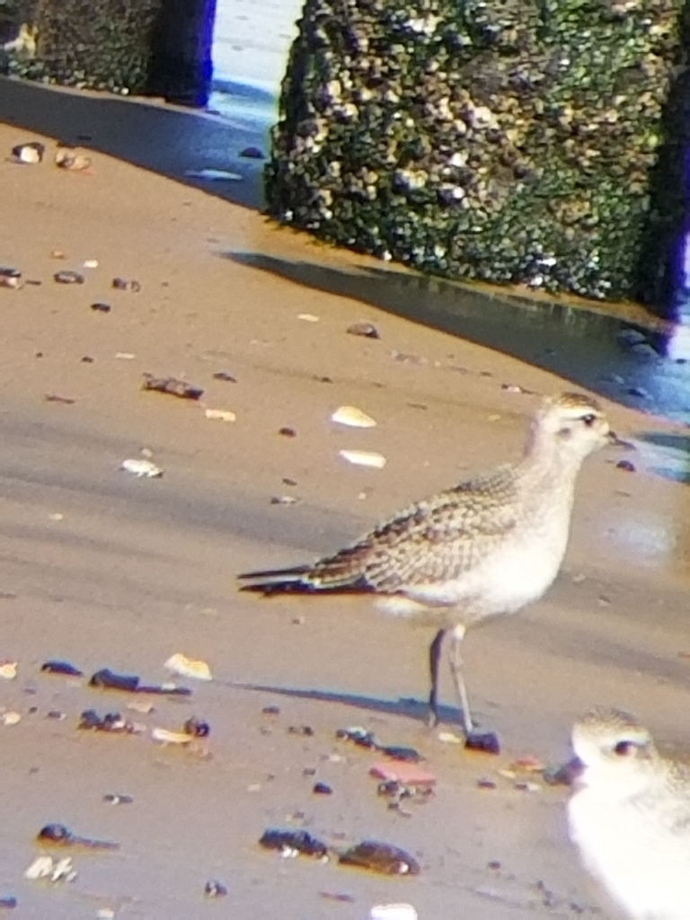 American GoldenPlover from Kings County, Gateway National Recreation
