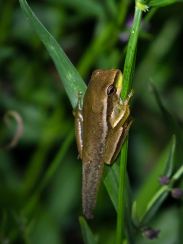 Burmeister's Tree Frog