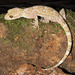 Cyrtodactylus soba - Photo 由 Paul Freed 所上傳的 (c) Paul Freed，保留所有權利