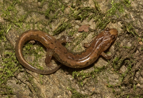 Carolina Mountain Dusky Salamander