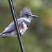 Belted Kingfisher - Photo (c) William Wise, all rights reserved, uploaded by William Wise