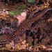 Sri Lankan Termite Hill Gecko - Photo (c) Paul Freed, all rights reserved, uploaded by Paul Freed