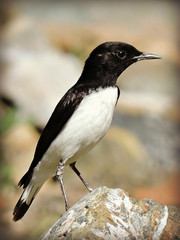 Hume's Wheatear photo 2