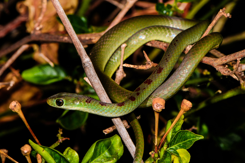 Green Water Snake