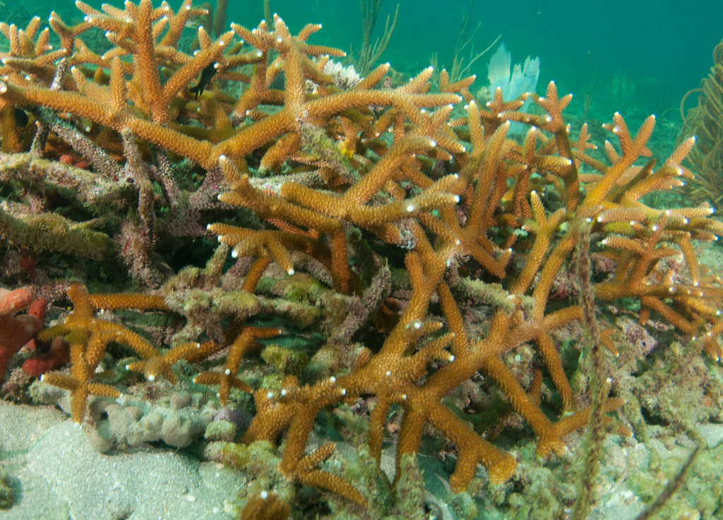 Cerviporno - Staghorn Coral (Acropora cervicornis) Â· iNaturalist
