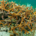 Coral Cuerno de Ciervo - Photo (c) pleahy, todos los derechos reservados