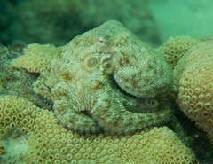 Octopus filosus image