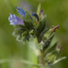 Small-flowered Viper's-Bugloss - Photo (c) Tig, all rights reserved, uploaded by Tig
