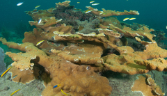 Elkhorn coral