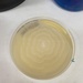 Proteus Gram-negative Proteobacteria - Photo (c) Manu Suarez, all rights reserved, uploaded by Manu Suarez