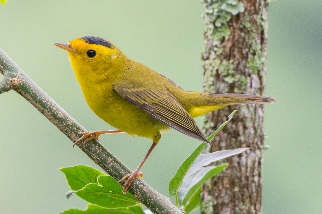 Wilson's Warbler photo