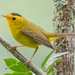 Wilson's Warbler - Photo (c) Juan Miguel Artigas Azas, all rights reserved, uploaded by Juan Miguel Artigas Azas