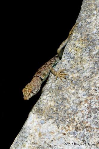 Banded Rock Lizard