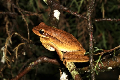 Burmeister's Tree Frog