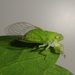 Parnisa haemorrhagica - Photo (c) Kel, all rights reserved, uploaded by Kel