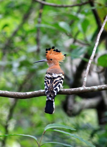 Madagascar Hoopoe