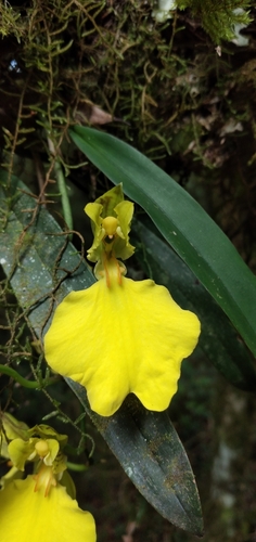 Oncidium concolor