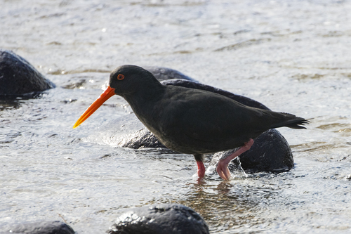 photo of Variable Oystercatcher (Haematopus unicolor)