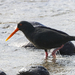 photo of Variable Oystercatcher (Haematopus unicolor)