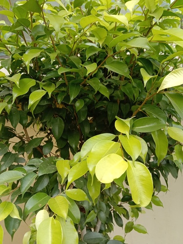 Weeping fig