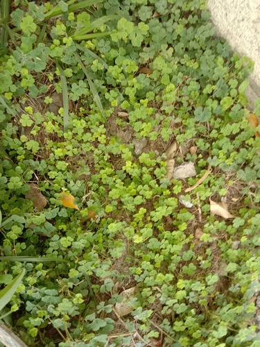 Creeping Woodsorrel