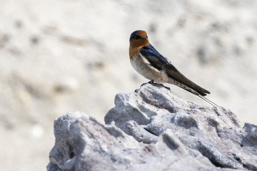 photo of Welcome Swallow (Hirundo neoxena neoxena)