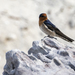 photo of Welcome Swallow (Hirundo neoxena neoxena)