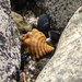 photo of Spengler's Trumpet Snail (Cabestana spengleri)