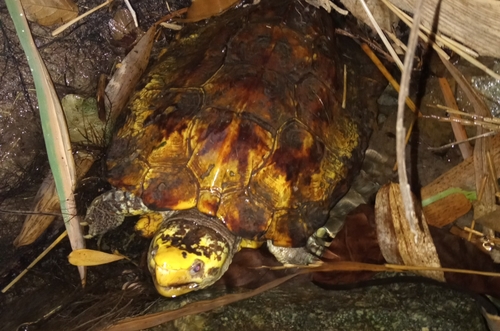 Leucocephalon yuwonoi