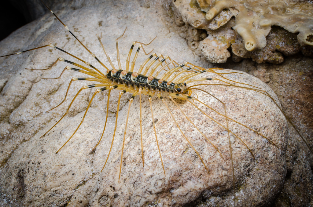 Thereuopoda clunifera in November 2019 by Aleš Buček · iNaturalist