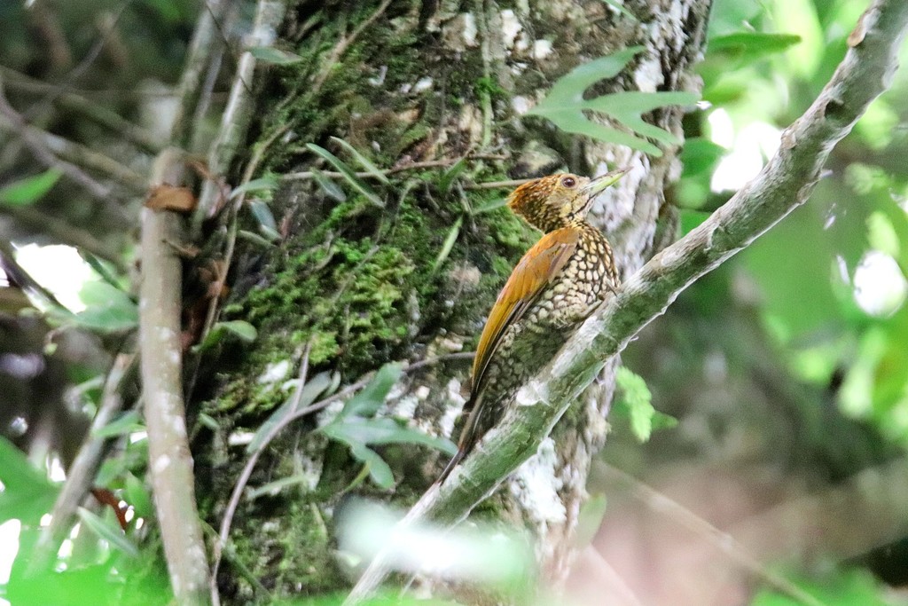 Buff-spotted Flameback photo
