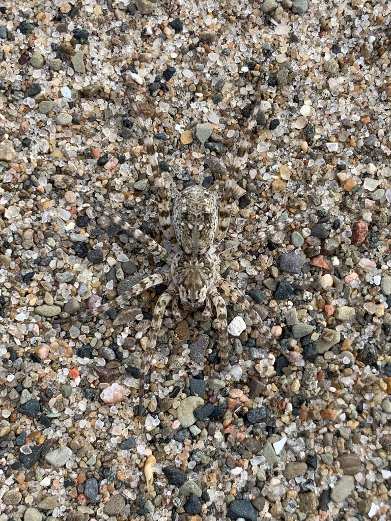 Shoreline Wolf Spider from Thompson Bay, Millcreek Township, PA, US on ...