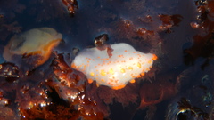 Triopha catalinae image