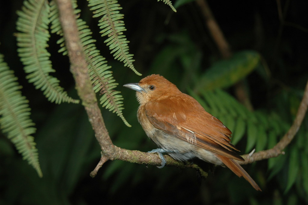 Cinnamon Ibon (Hypocryptadius cinnamomeus) photo