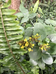 Kalanchoe grandiflora image
