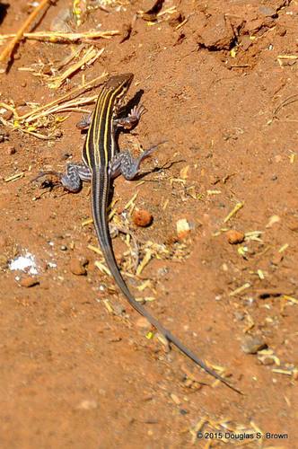 Orange-throated Whiptail