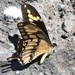 Papilio homothoas - Photo (c) raulecarmona, todos los derechos reservados, subido por raulecarmona