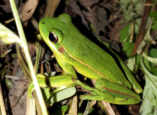 Burmeister's Tree Frog