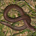 Darwin's Ringed Worm Lizard - Photo (c) RAP, all rights reserved, uploaded by RAP