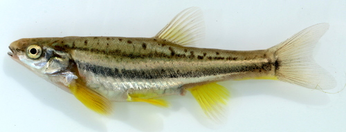 Southern Redbelly Dace