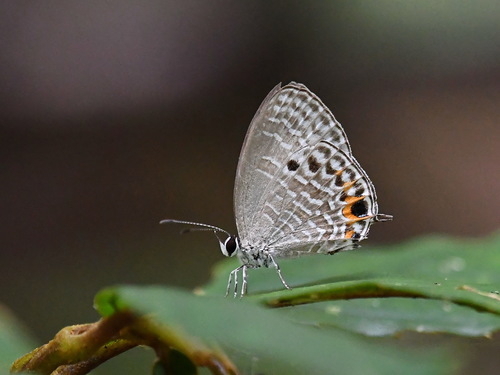 Jamides cyta