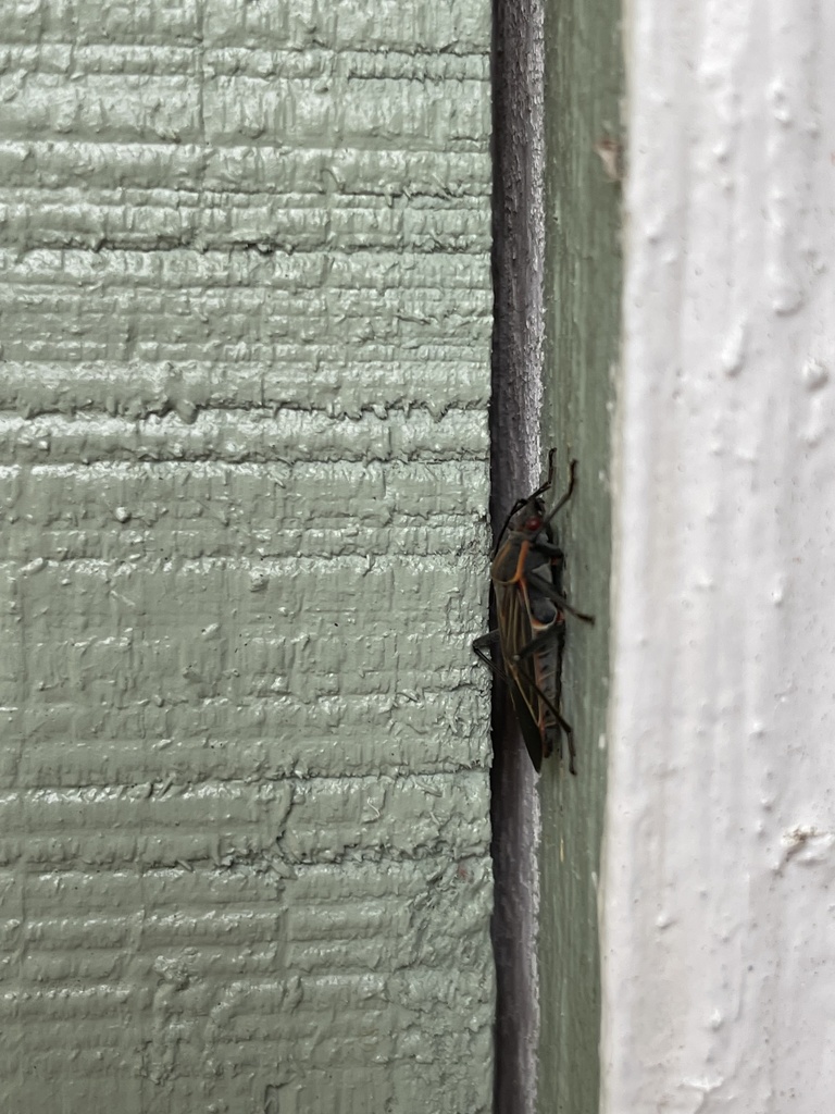 Western Boxelder Bug from Grayhawk Ln NE, Olympia, WA, US on October 21 ...