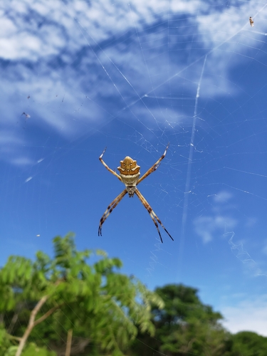 Silver Garden Orbweaver